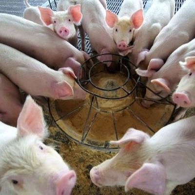 Dry Powder 25kg/Bag Animal Feed Additives Hemoglobin Powder Granule