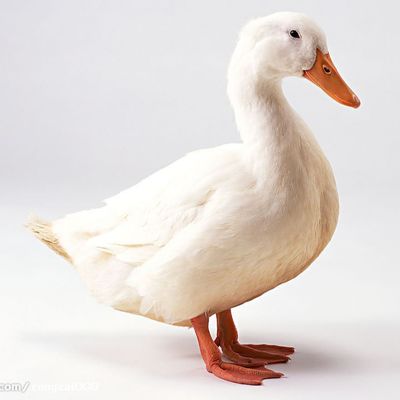 Blood Meal Red Brown Hemoglobin Powder Crude Protein Powder 80% Crude