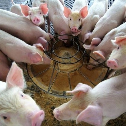 Duck Plasma Protein Powder Is A New Type Of Feed Additive Rising In Recent Years, Which Is Recognized As A High-Quality